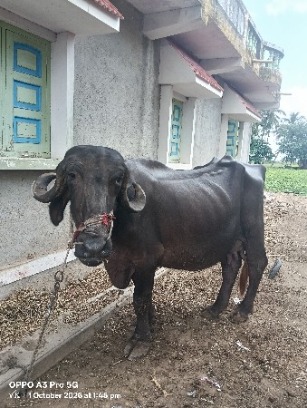 ઓરીજનલ ટોપલી લંબાઈ ઊંચાઈ પૂરી