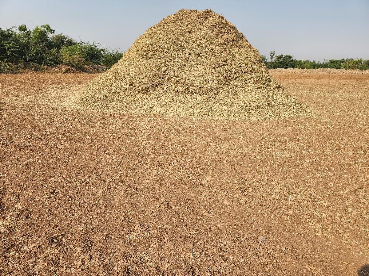 ઓરવેલ માંડવીનો મોગોટો છે