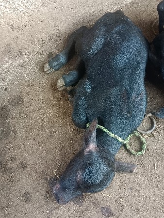 તાજી વીયાને ભેંસ વેચવાની છે