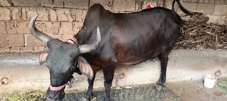 ગાય