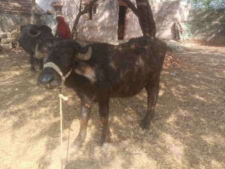 ખડેલી વેચવાની છે