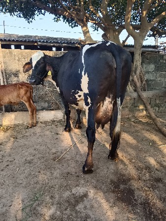 ગીર ક્રોસ ગાય વેશવાની છે