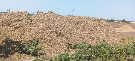 માંડવીનો ચારો વેસવાનો સે