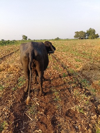 ભેસદેવાનીસે