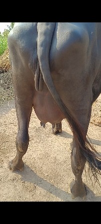 ભેંશ વેચવાની છે