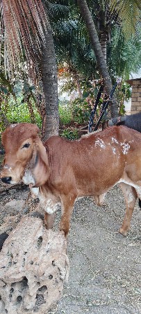 ગીર વાછરડી આપવાની છે