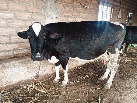 HF ગાય વેચવાની છે