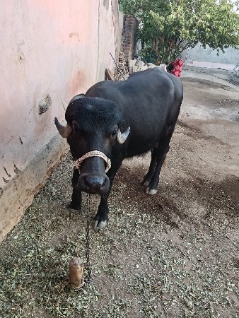 વેચવાનું છે