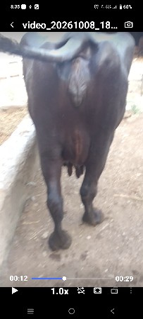 ભેસ વેચવાની છે