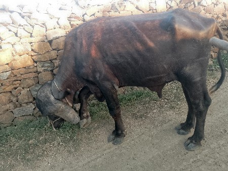 પાડો વેચવાનો છે