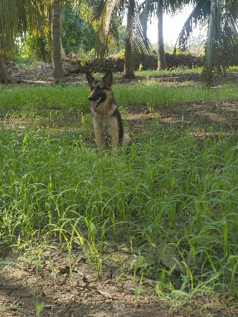 jarman sefard female puppy
