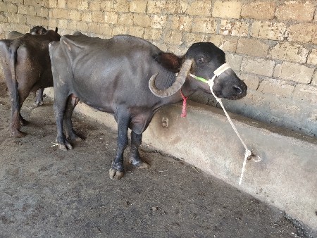 પાંચ પાંચ5 લીટર દૂધ