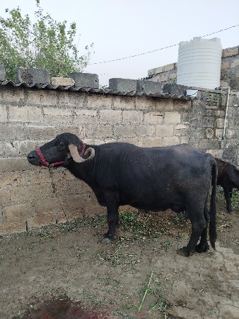 ભેંસ વેચવાનિછે