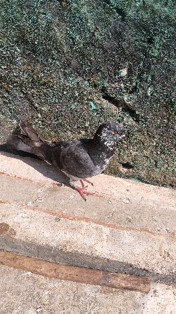 આ કબૂતર વેચવાનો છે