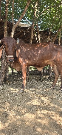 ગીર ગાય વેચવાની છે