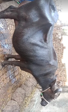 મેહુલ ચાવડા