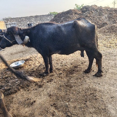 બે ભેંસો વેચવાની છે