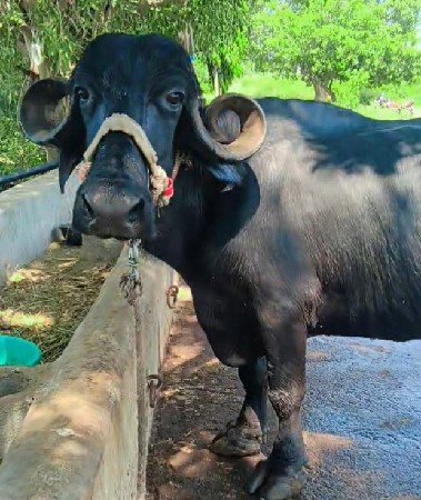 ૨૦ દિવસની કાચી....