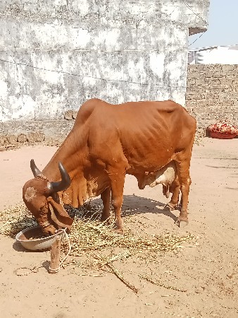 પયોર ગીર ગાય વેચવાની છે