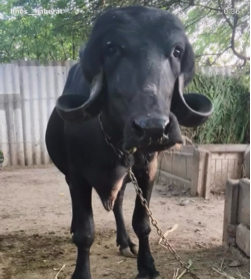 1 વેતર 10 દિવસ ની વાર ટોપલી