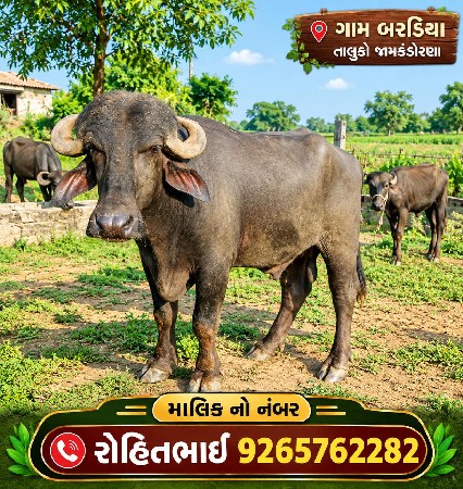 વેચવાનો છે પાડો