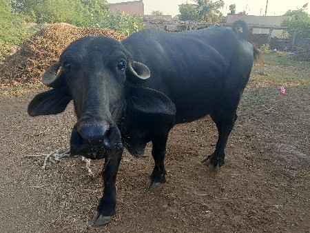 ખડેલું વેચવાનું છે