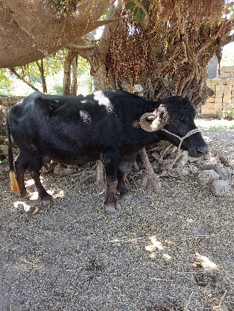 ભેંસ