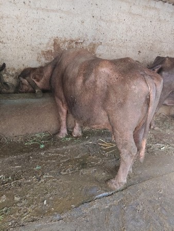bhuri   bhesh  vesavani che