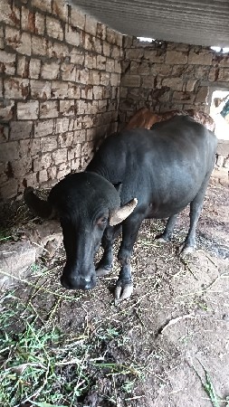 પહેલું વેતર