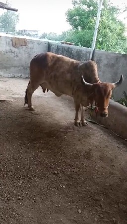 ભુરી ગાય છે