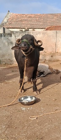 બે ભેશ વેચવાની છે