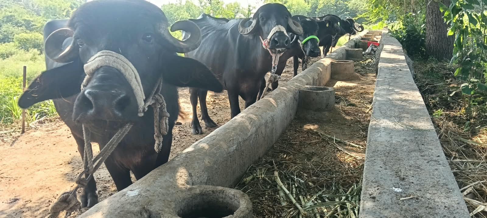 ત્રણ ગાભણ, એક વ્યાણેલ,  ખડેલા