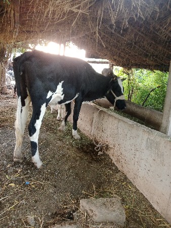 વાછડી વેચવાની છે