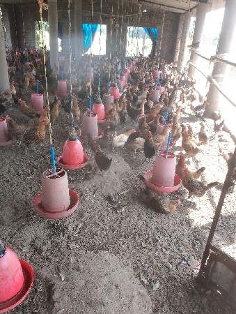 દેશી ટુકડી વેચવાની છે