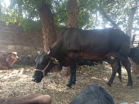 ગાય વેચવાની છે