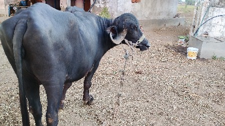 ભેંસ વેચવાની છે
