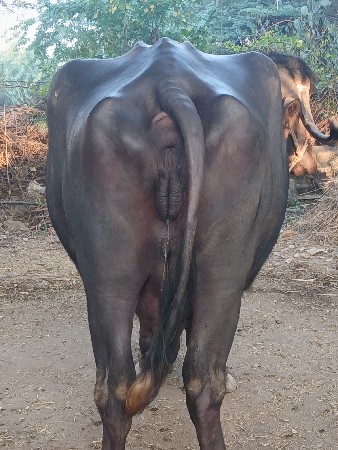 ભેસ