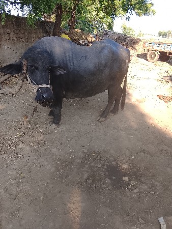 ભેંસ