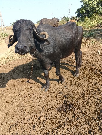 આ પાડી વેચવાની છે