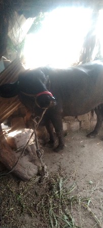 સીમાસી મેંદરડા જુનાગઢ