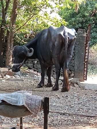 ભેંસ વેચવાની છે
