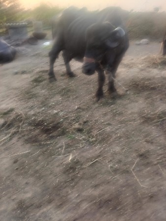 ભેંસ વેચવાની છે