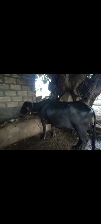 ભેંશ વેચવાની સે