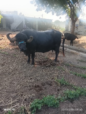 ભેંસ વેચવાની છે