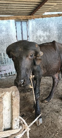 ઓરીજનલ જાફરાબાદી પાડી વેચવાની છે