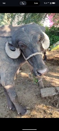 પાડો વેચવાનો હે