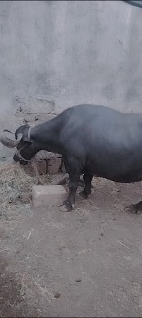 ભેસ