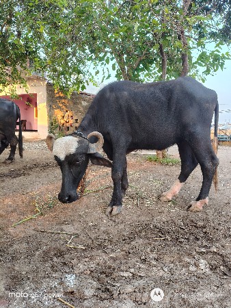 3 વર્ષ ની ખડેલી નવ ચાંદ્રી