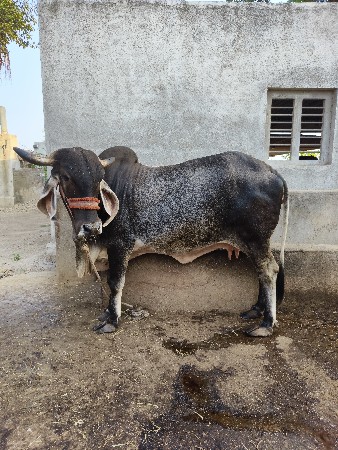 ગાય વેશવા ની છે