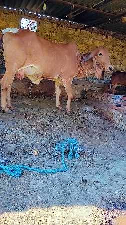 ગીર